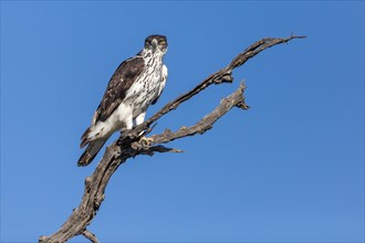 Perched African hawk eagle (Hieraaetus spilogaster)