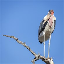 Perched marabou stork (Leptoptilos crumeniferus)