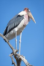 Perched marabou stork (Leptoptilos crumeniferus) Timbavati Game Reserve