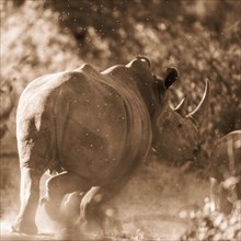 White rhinoceros (Ceratotherium simum) running away
