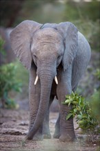 Young African bush elephant (Loxodonta africana)