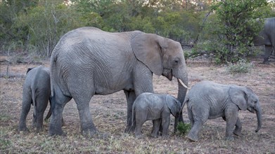 African bush elephants (Loxodonta africana)