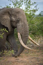 African bush elephant (Loxodonta africana)