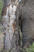 African Elephant (Loxodonta africana) against tree
