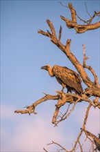 White-backed vulture (Gyps africanus) sitting on a bare tree