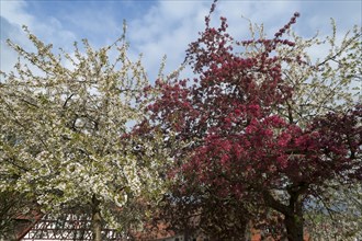 Flowering wild cherry (Prunus avium) and Malus zumi