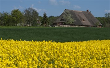 Thatched farmhouse
