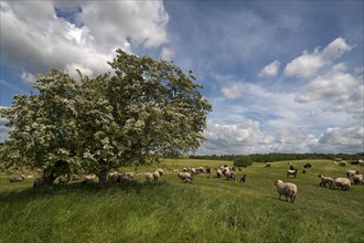 Flock of Schwarzkopf sheep (black headed meat sheep) pasturing