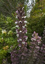 Florescence of an Acanthus (Acanthus)