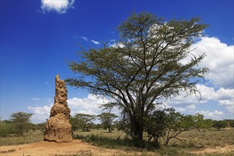 Great Termite Hill