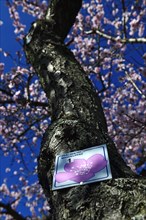 Blossoming almond trees in Edenkoben