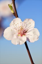 Blossoming almond trees in Edenkoben