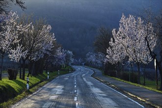 Country road flanked by almond trees