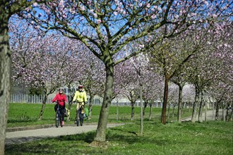 Cyclist in an alley flowering almond tree