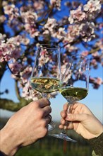 Pair toasting with white wine in front of a flowering almond tree