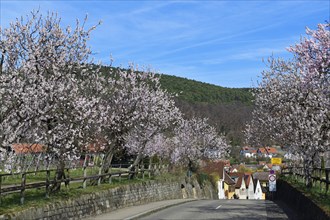 Blossoming almond trees at the entrance of Gimmeldingen