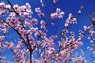 Almond blossoms