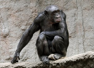 West African Chimpanzee (Pan troglodytes verus)
