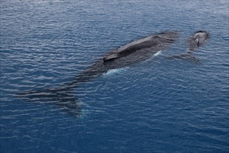 Humpback whale (Megaptera novaeangliae) mother and calf resting on the water surface