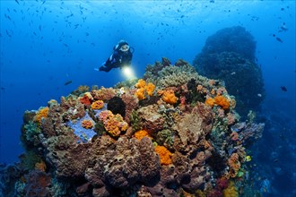 Diver views Coral colony