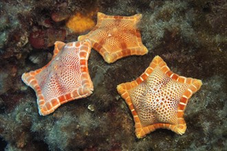 Three placenta cushion starfish (Sphaerodiscus placenta)