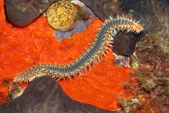 Bearded fireworm or fireworm (Hermodice carunculata)