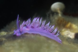 Violet Sea slug (Flabellina affinis) Sithonia