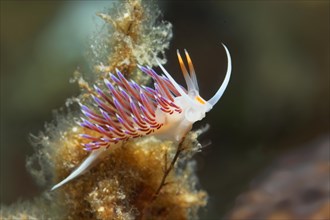 Sea slug (Cratena peregrina)