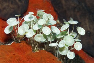 Algae (Acetabularia mediterranea)