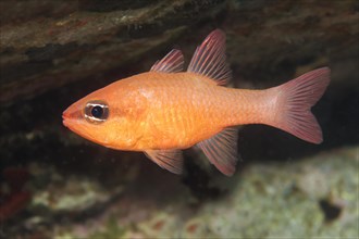 Cardinalfish (Apogon imberbis)