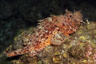 Bearded scorpionfish (Scorpaenopsis barabatus)