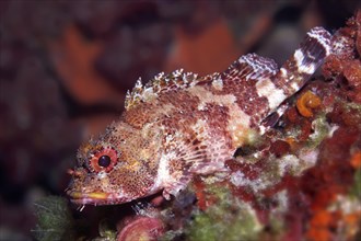 Black scorpionfish