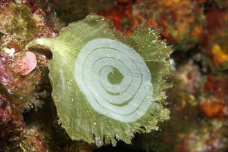 Scrims a slug on Algae (Udotea petiolata)