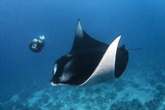 Diver observing reef manta ray (Manta alfredi)