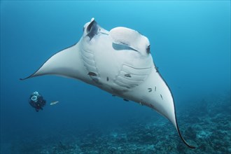 Diver observing reef manta ray (Manta alfredi)