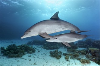 Bottlenose dolphins (Tursiops truncatus)