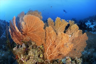 Diver floats over coral reef ridge with Giant Sea Fans (Annella mollis)
