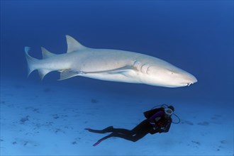 Diver observing Tawny nurse shark (Nebrius ferrugineus)