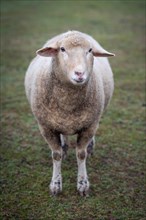 Domestic sheep (Ovis orientalis aries) in a meadow
