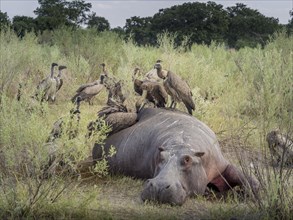 White-backed vulture (Gyps africanus) on dead Hippo (Hippopotamus amphibius)