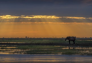 Elephant (Loxodonta africana) at sunset