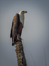 Western osprey on post (Pandion haliaetus)