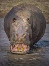 Hippo (Hippopotamus amphibius) showing his teeth