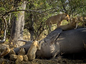 Lions herd (Panthera leo) on dead Elephants (Elephantidae)