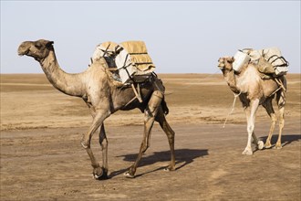 Camels carrying salt from the salt mines of Dallol