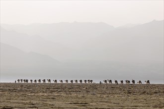 Camel caravan carrying salt from the salt mines of Dallol