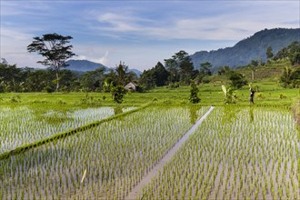 Rice terraces near Sidemen