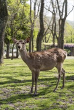 Sika deer (Cervus nippon) in Nara Park