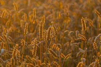Ears of wheat (Triticum aestivum) in a wheat field in the evening