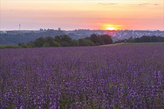 Sunrise over a field with flowering sage (salvia officinalis)